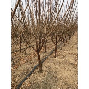 原生红梅地径3厘米