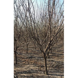 原生红梅地径4厘米