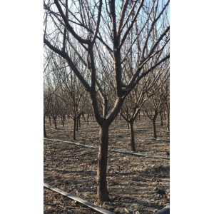 原生红梅地径5厘米