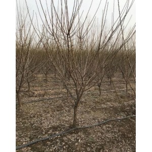 原生红梅地径6厘米