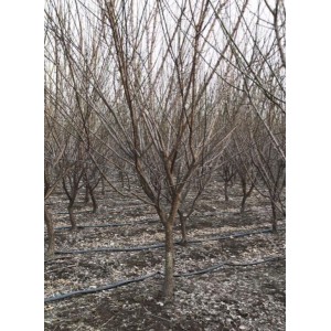 原生红梅地径7厘米