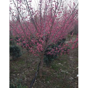 红梅、原生红梅