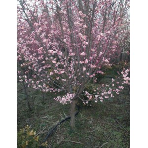 地径7厘米原生宫粉梅盛花期