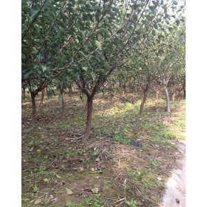 地径5厘米原生红梅生长期