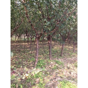 地径6厘米原生红梅生长期