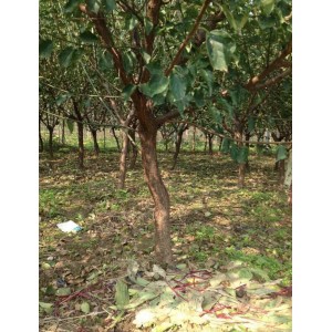 地径7厘米原生红梅生长期