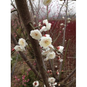 原生玉碟梅初花期