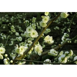 原生绿萼梅初花期