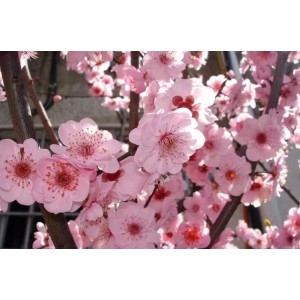 原生美人梅盛花期