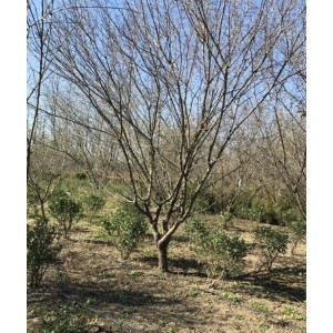 地径12～15厘米，冠幅3.5～4米原生梅花