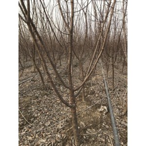 地径3厘米原生美人梅