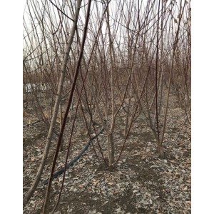 原生丛生美人梅