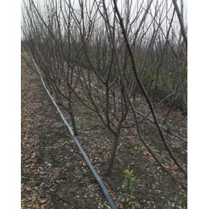 地径4厘米原生美人梅