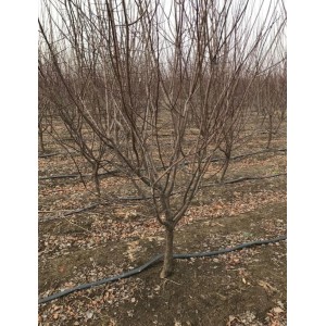 地径5厘米原生美人梅