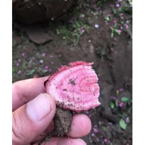 原生红梅根部切片
