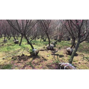 原生红梅起树现场