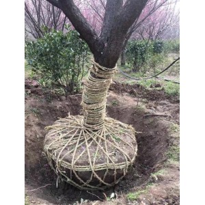 原生红梅土球包装