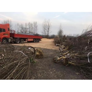 原生红梅装车现场