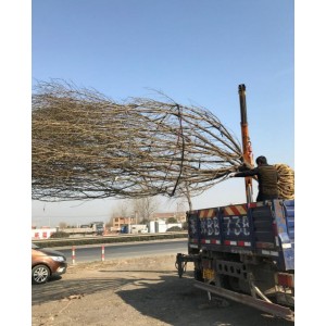 原生梅花装车现场