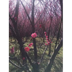 原生骨红梅盛花期