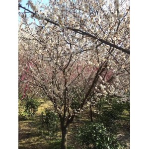 原生玉碟梅盛花期