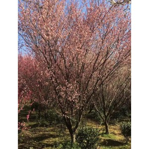 原生宫粉梅盛花期