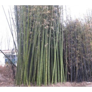 竹类植物