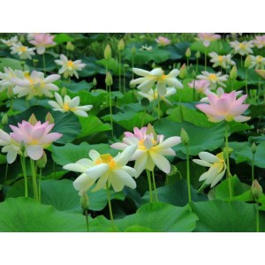 水生植物