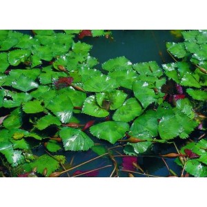 水生植物