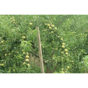 新品李子苗基地