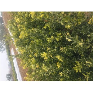 春见柑桔苗批发