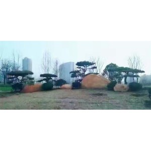 造型景观松