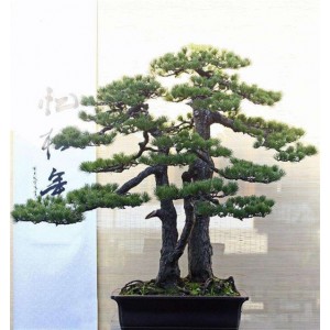盆景松