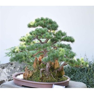 造型松盆景