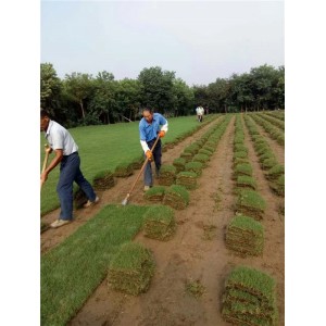 百慕大草坪基地