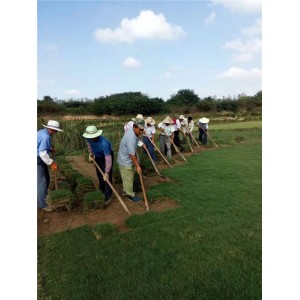 天堂草草坪基地