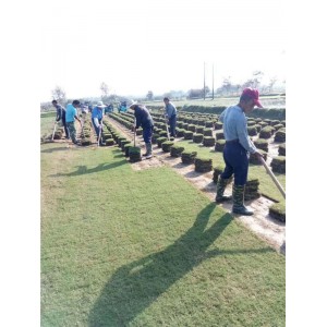 天堂草草坪价格