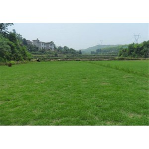 马尼拉草坪基地