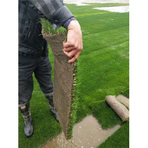 沙培果岭草草坪