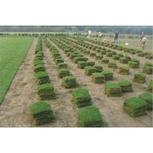 马尼拉草坪价格