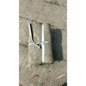 沙培果岭草批发