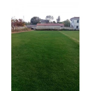 黑麦草草坪基地