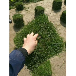 黑麦草草坪价格