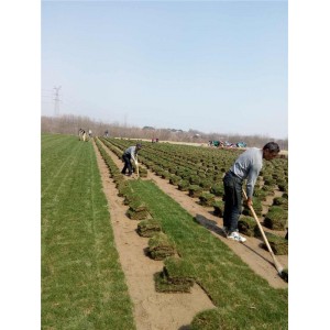 黑麦草草坪批发