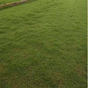 四季青草坪基地