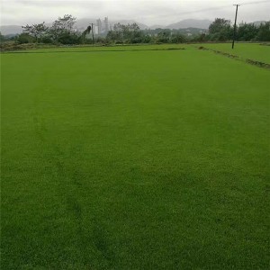 四季青草坪价格