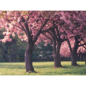 樱花基地