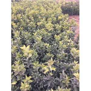 金秋砂糖橘基地