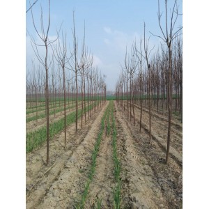 4～6公分楸树 基地