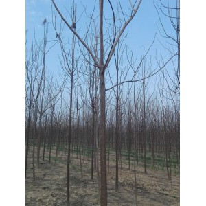 8～12公分梓树 基地